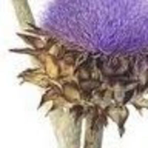 Meet your Posher, Mari